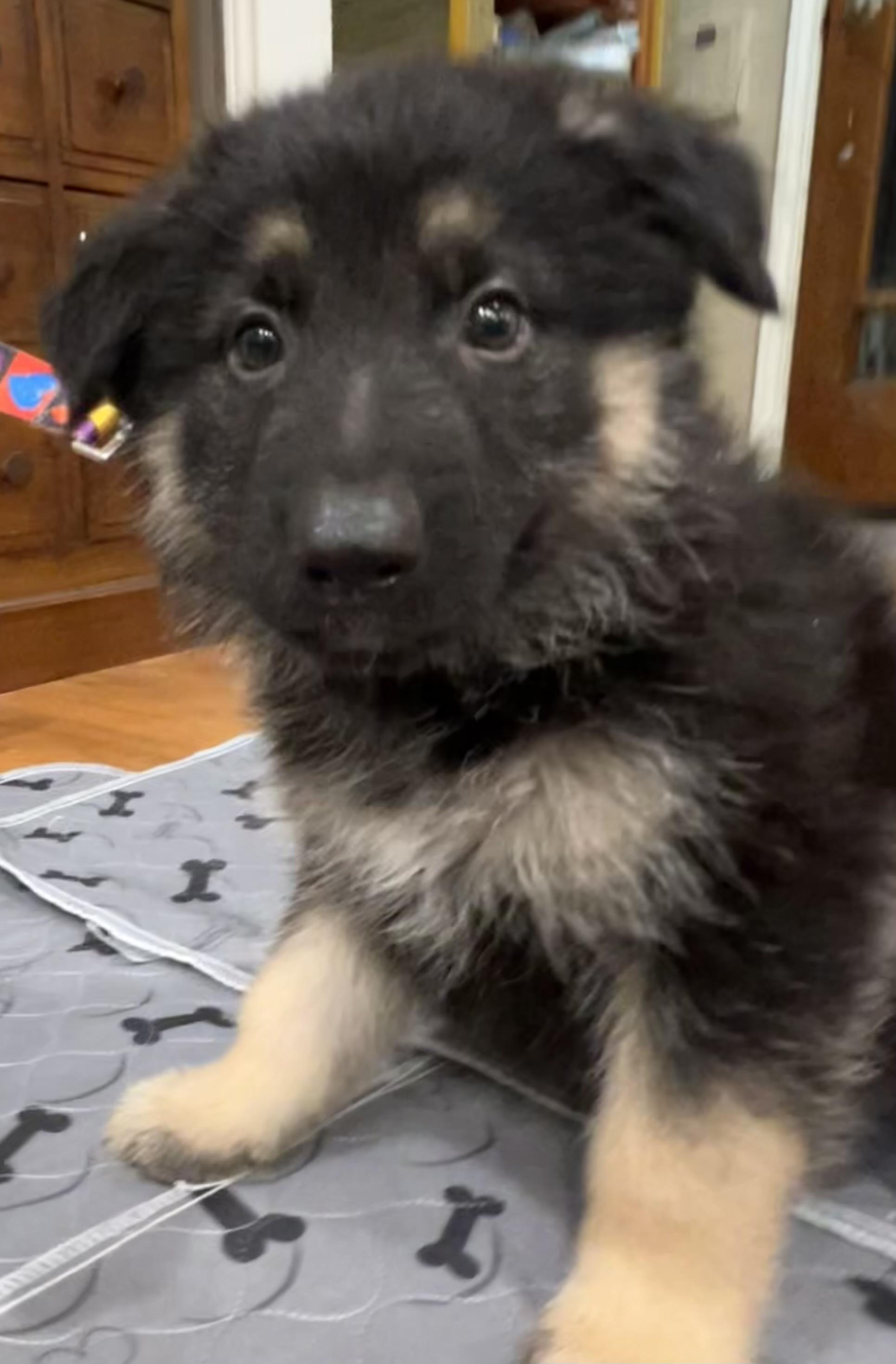 Enlarge Axel, a ADOPTABLE German Shepherd Dog in Bellaire, TX image 5/5