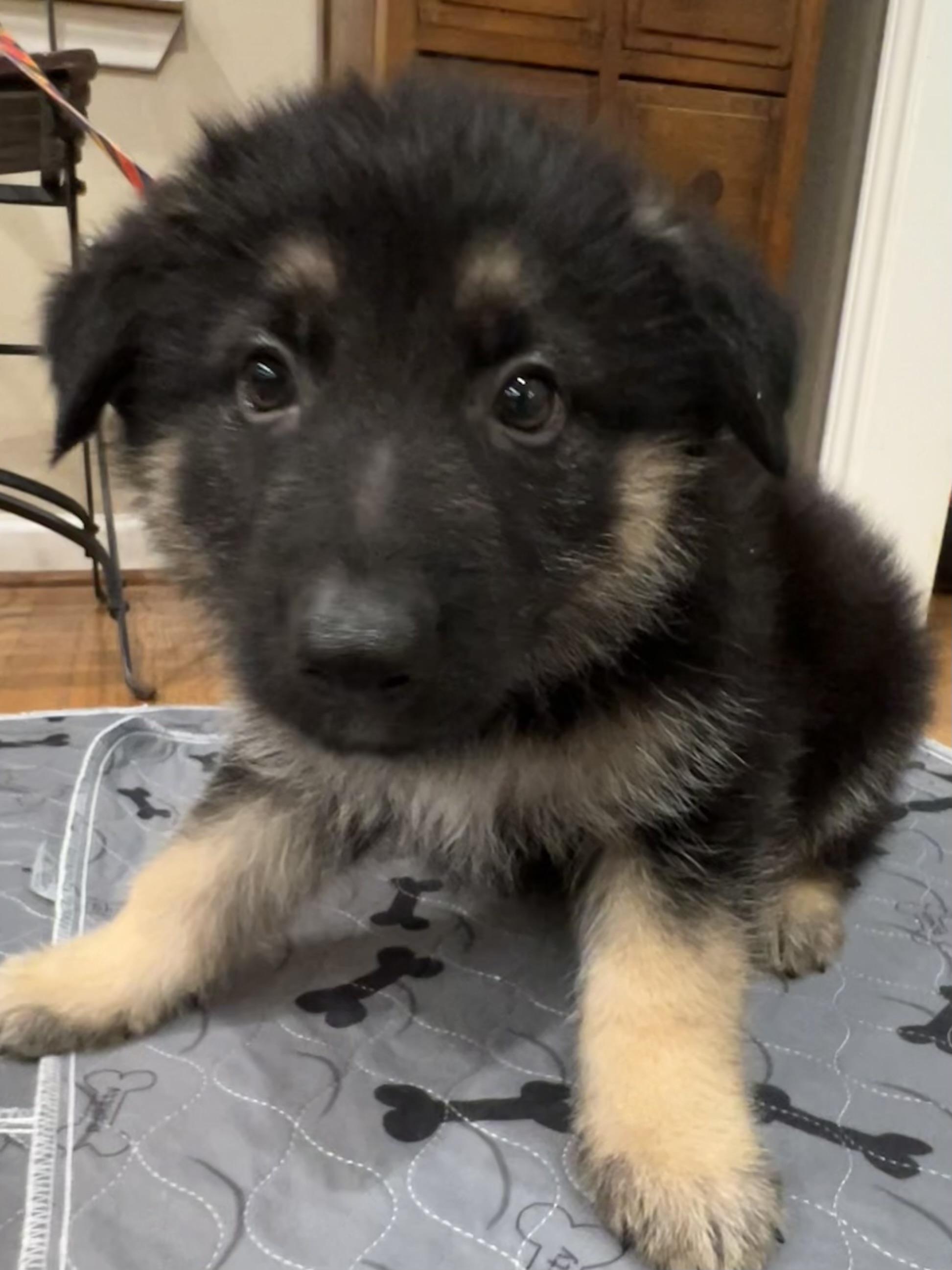 Enlarge Axel, a ADOPTABLE German Shepherd Dog in Bellaire, TX image 1/5