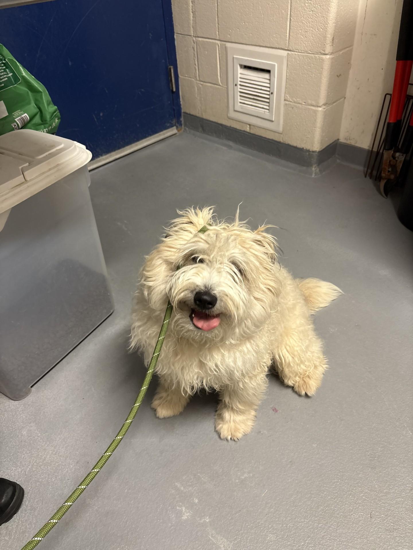Neeko, ADOPTABLE, Young Male Schnauzer & Poodle.