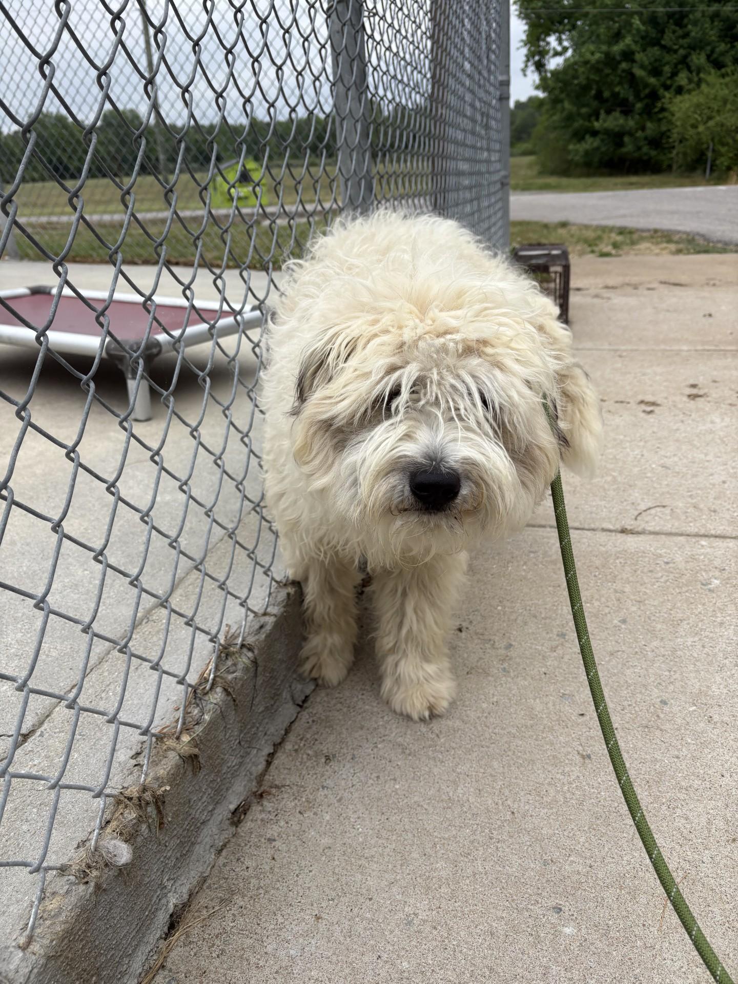 Neeko, a ADOPTABLE mixed breed in Ashland, VA image 2/3