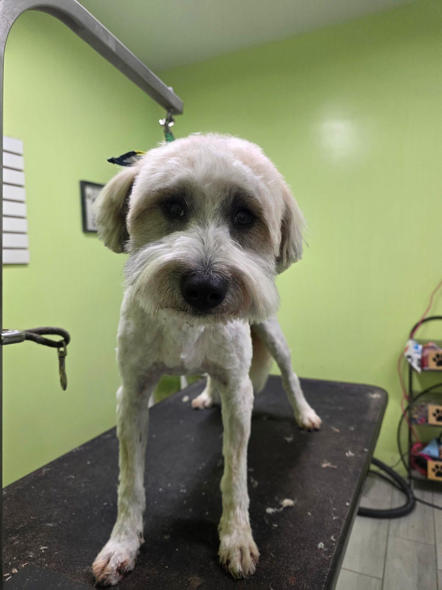 Neeko, adopted, Young Male Wheaten Terrier & Poodle.