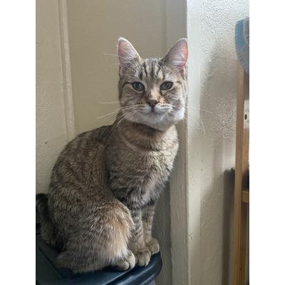 Fern, Adoptable, Young Female Tabby.