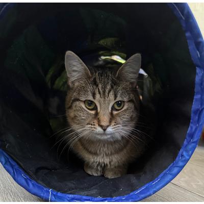 Enlarge Fern, a Adoptable Tabby in Richland, MI image 2/3