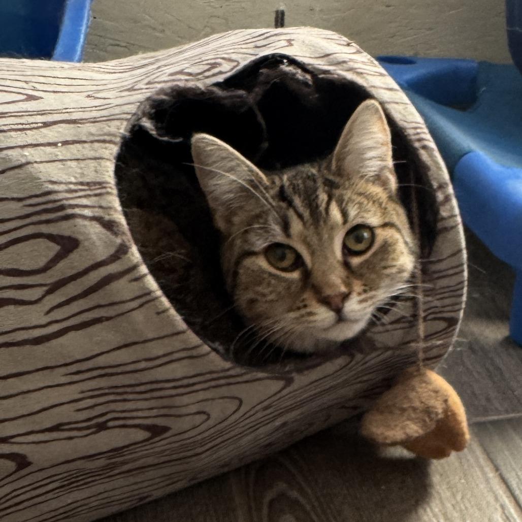 Enlarge Fern, a Adoptable Tabby in Richland, MI image 3/3