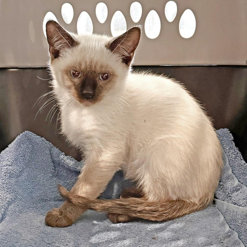 Gene, Adoptable, Kitten Male Domestic Short Hair.