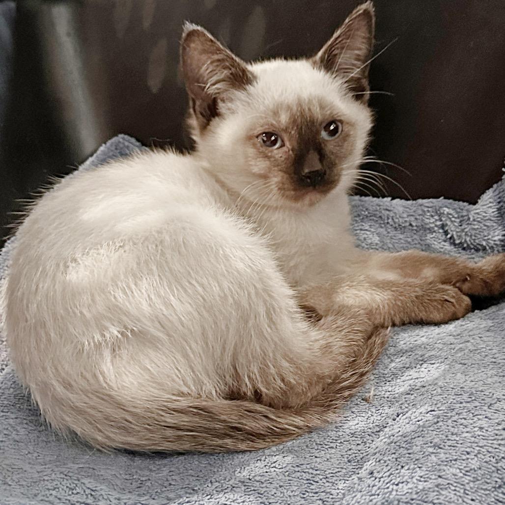 Enlarge Gene, a Adoptable Domestic Short Hair in Hailey, ID image 2/2