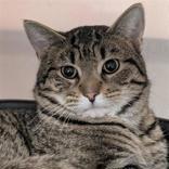 Rhaegar, ADOPTABLE, Young Male Domestic Short Hair.