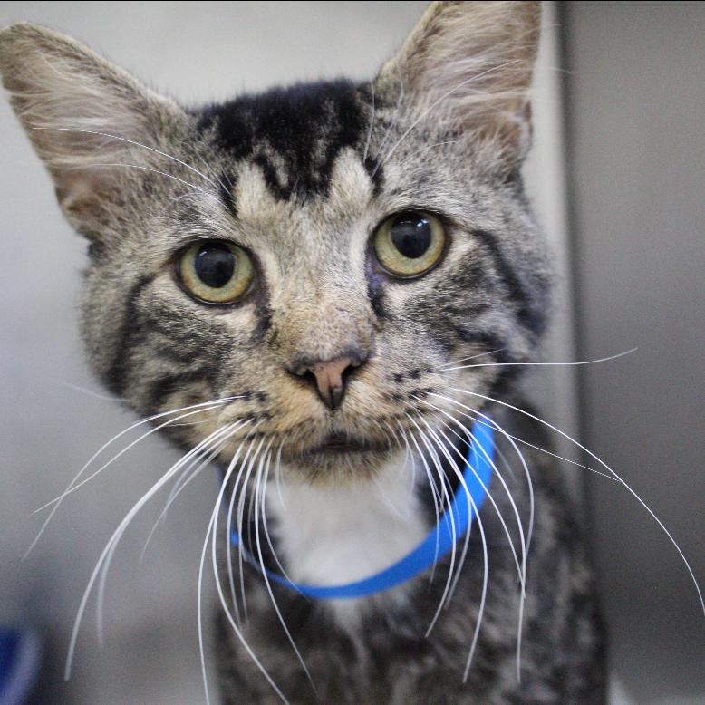 Peepaw, Adoptable, Senior Male Domestic Medium Hair.