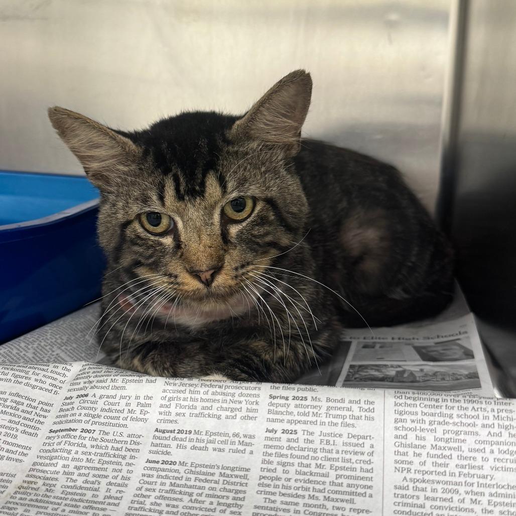 Enlarge Peepaw, a Adoptable Domestic Medium Hair in Auburn, AL image 2/5