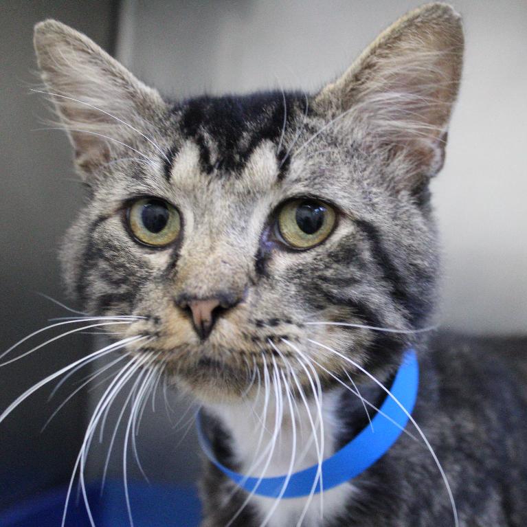 Enlarge Peepaw, a Adoptable Domestic Medium Hair in Auburn, AL image 3/5