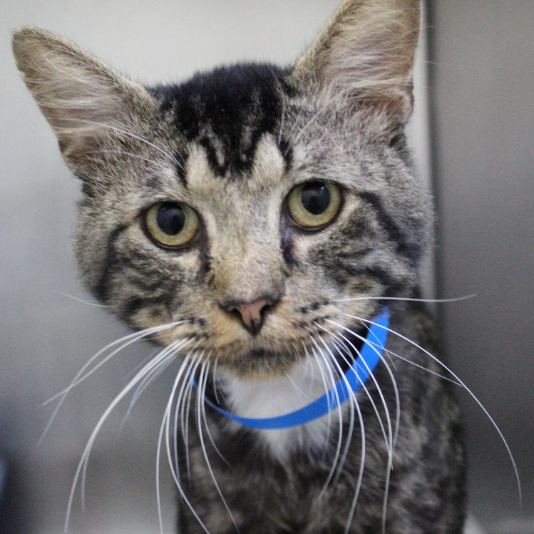 Enlarge Peepaw, a Adoptable Domestic Medium Hair in Auburn, AL image 4/5