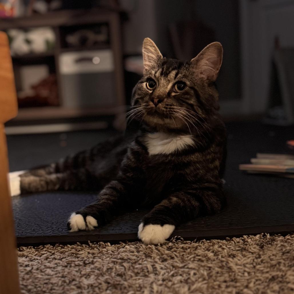 Enlarge Peepaw, a Adoptable Domestic Medium Hair in Auburn, AL image 5/5