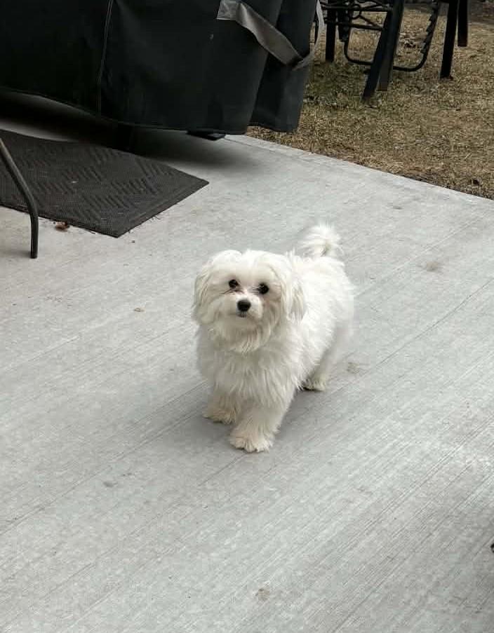 Willow, ADOPTABLE, Puppy Female Maltese.