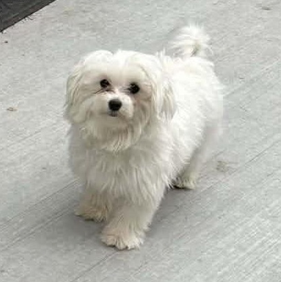 Enlarge Willow, a ADOPTABLE mixed breed in Calgary, AB image 1/3