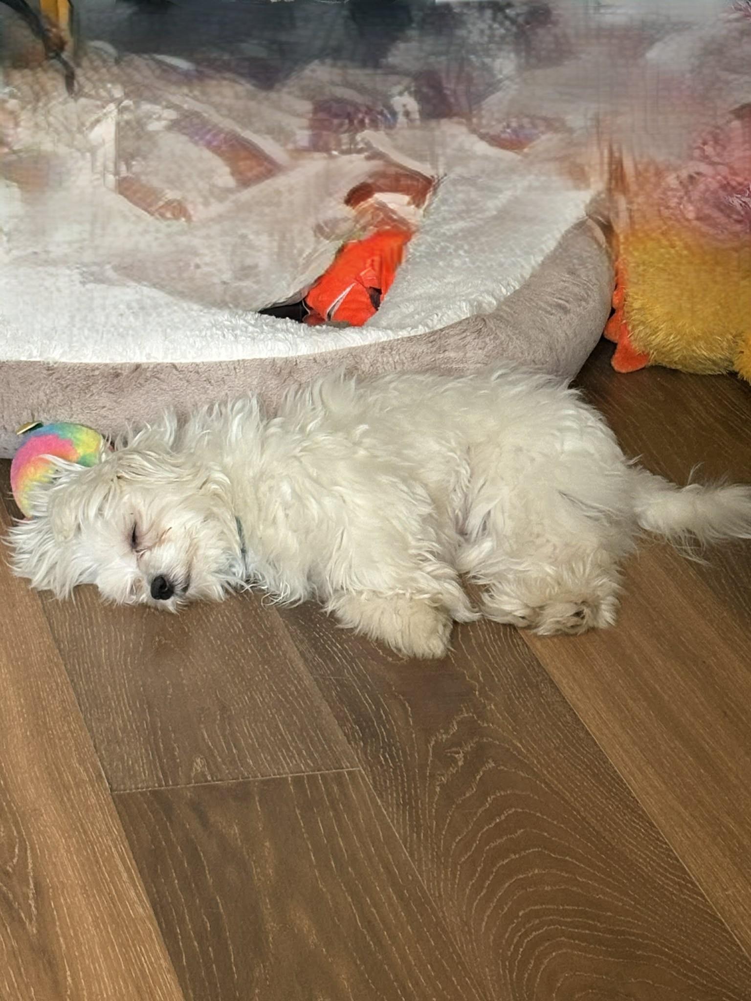 Enlarge Willow, a ADOPTABLE mixed breed in Calgary, AB image 3/3