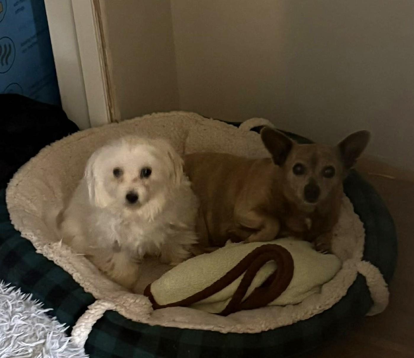 Enlarge Willow, a ADOPTABLE mixed breed in Calgary, AB image 2/3