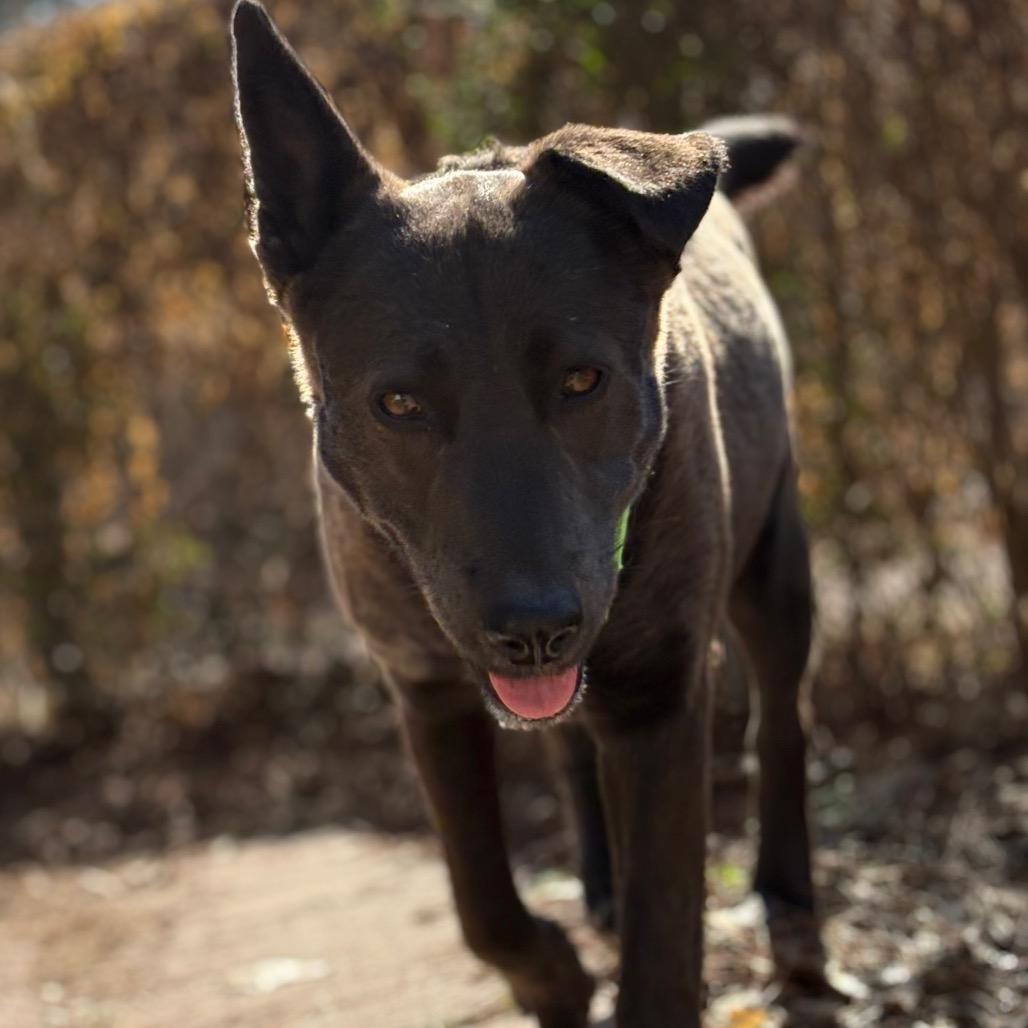 Enlarge Meg, a Adoptable mixed breed in Southington, CT image 5/6
