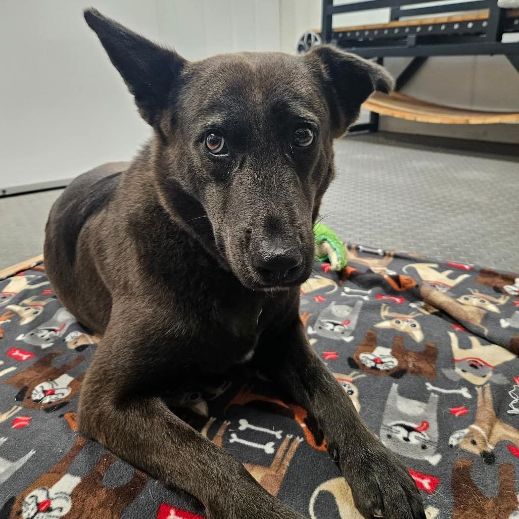 Enlarge Meg, a Adoptable mixed breed in Southington, CT image 4/6