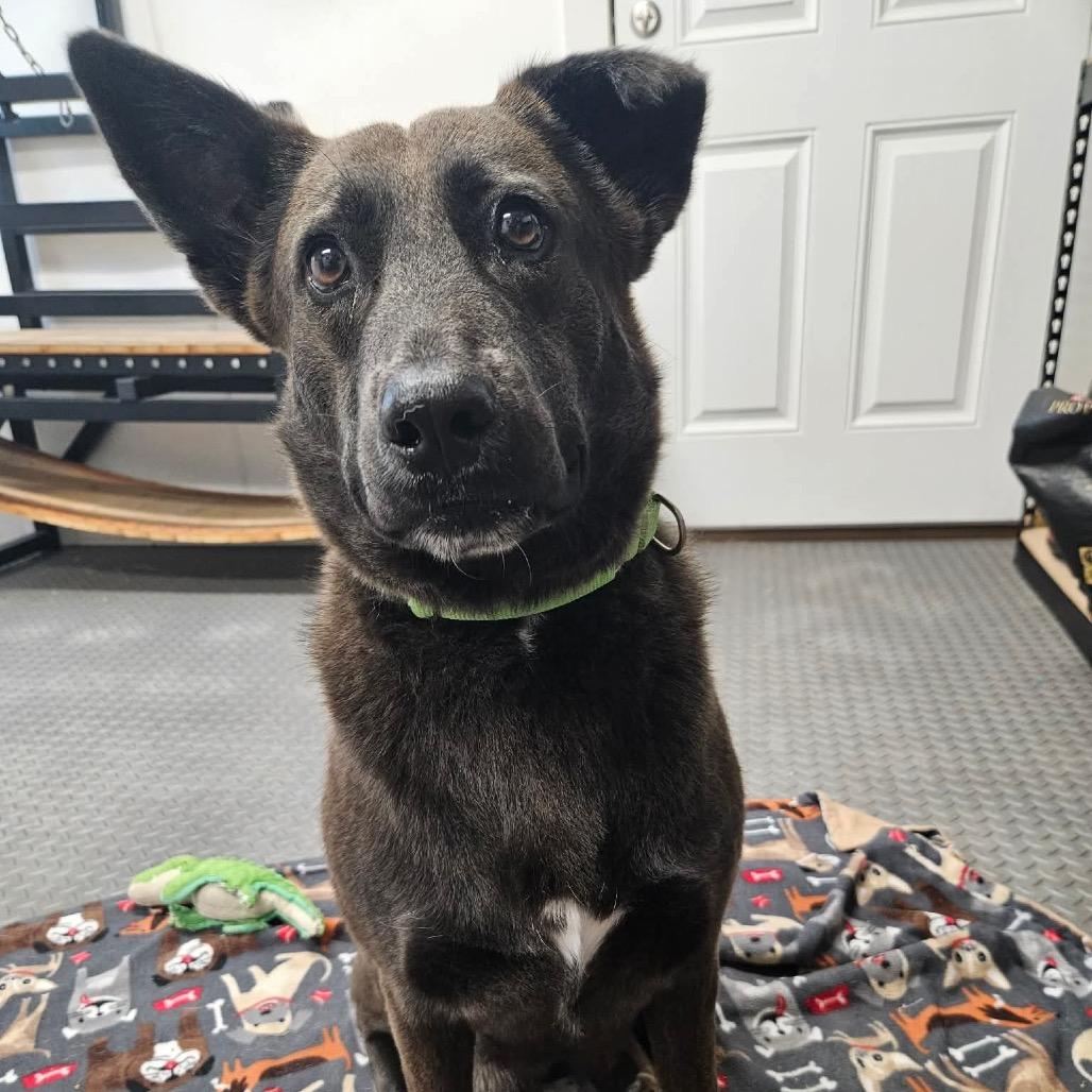 Meg, Adoptable, Young Female Shepherd.