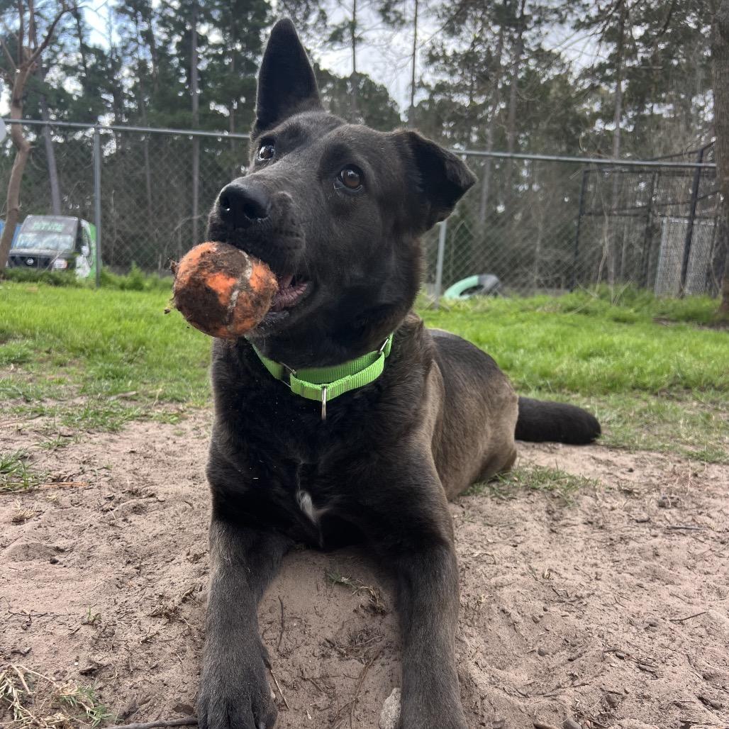 Enlarge Meg, a Adoptable mixed breed in Southington, CT image 6/6