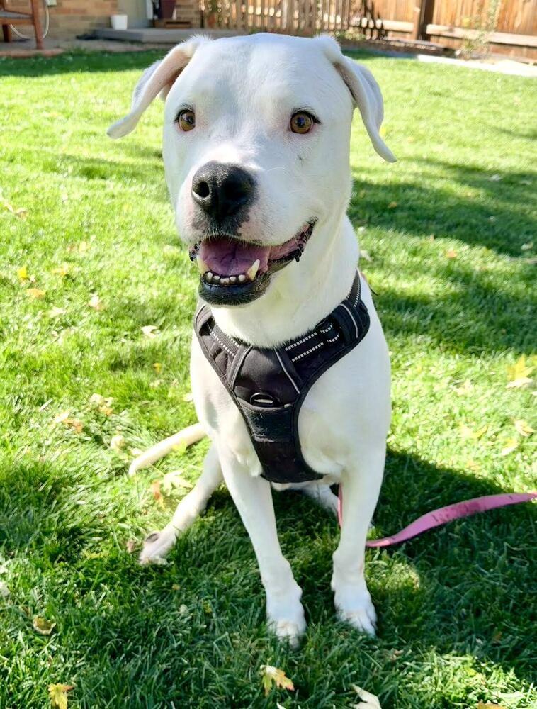 Steve, a Adoptable mixed breed in Denver, CO image 1/6