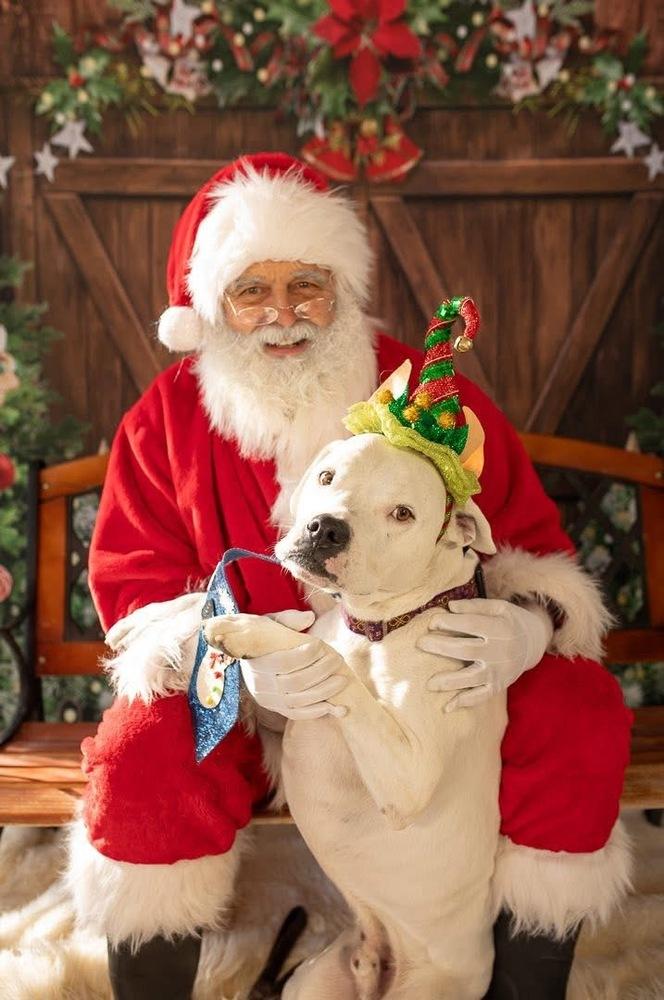 Steve, a Adoptable mixed breed in Denver, CO image 2/6