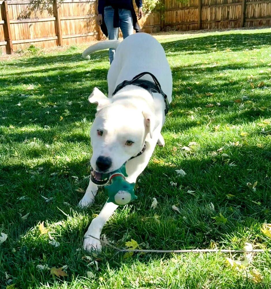 Steve, a Adoptable mixed breed in Denver, CO image 3/6