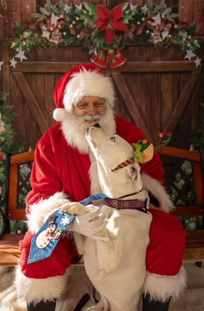 Steve, a Adoptable mixed breed in Denver, CO image 4/6