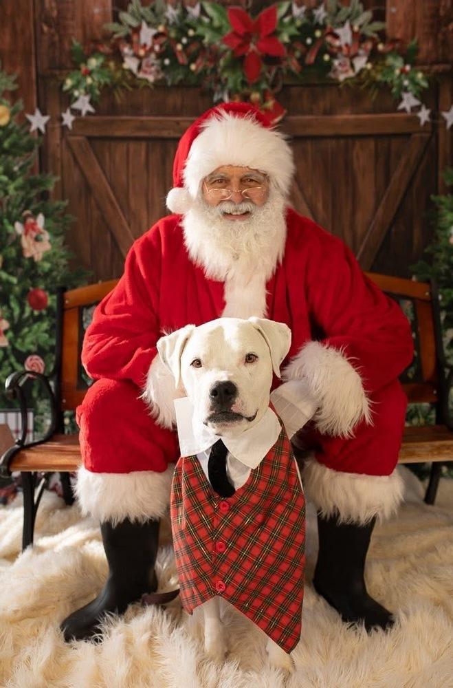 Steve, a Adoptable mixed breed in Denver, CO image 5/6