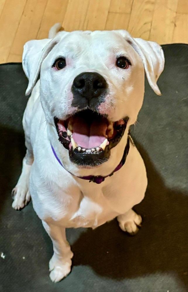 Steve, a Adoptable mixed breed in Denver, CO image 6/6