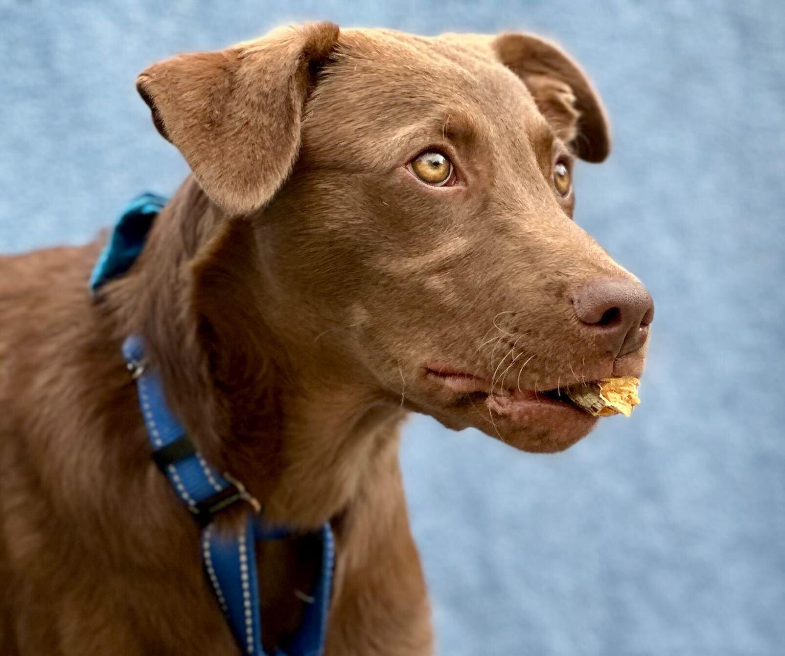 BARRO, a Adoptable mixed breed in Fuquay Varina, NC image 2/15