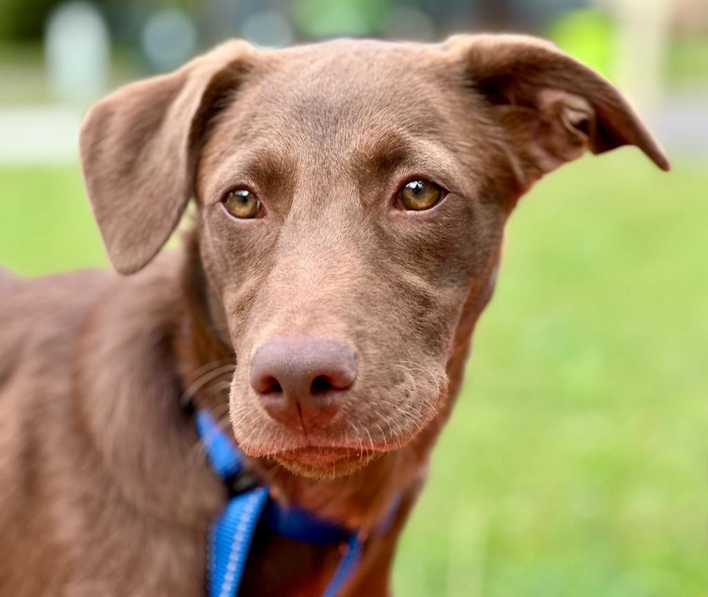 BARRO, a Adoptable mixed breed in Fuquay Varina, NC image 3/15