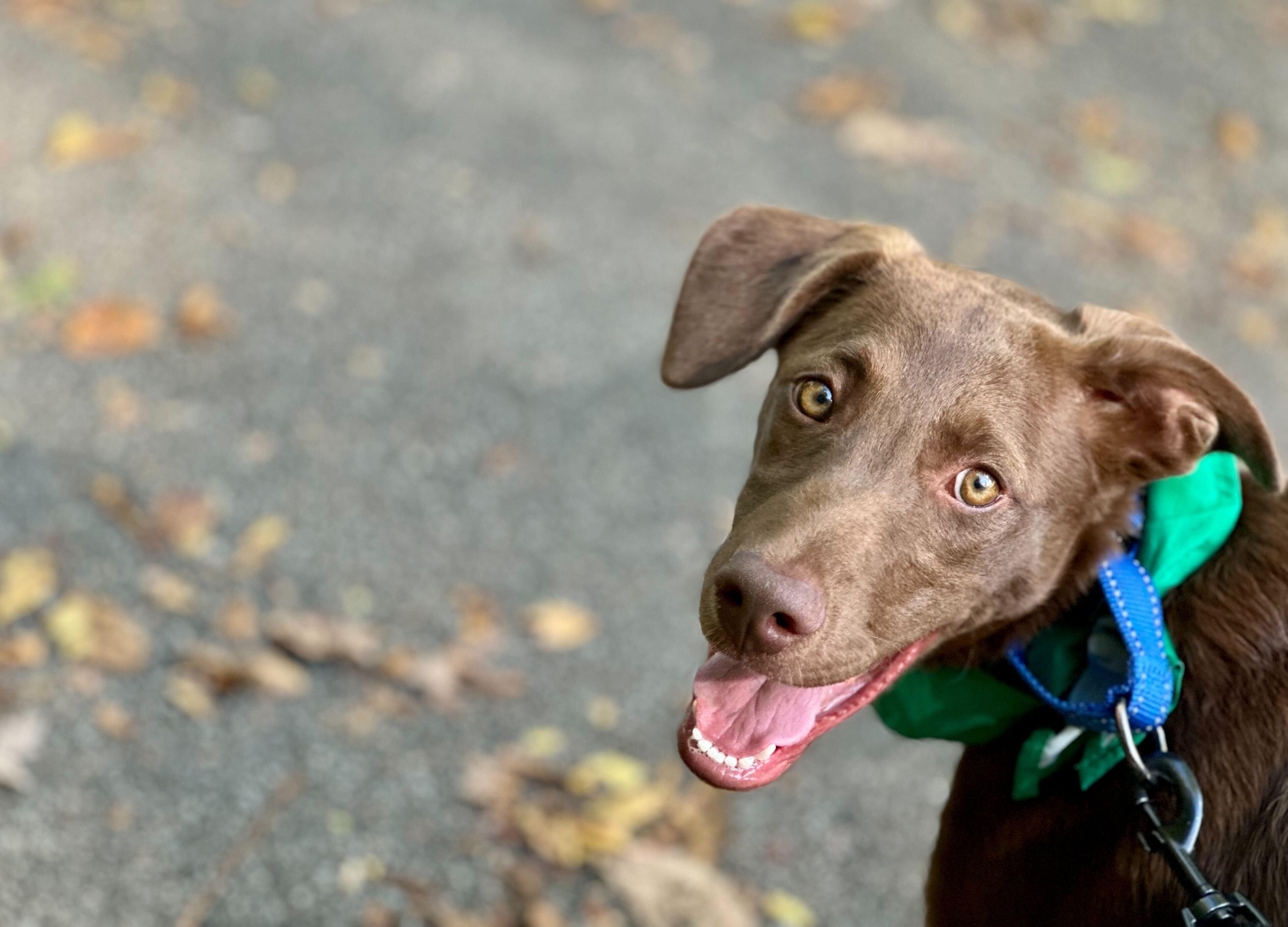 BARRO, a Adoptable mixed breed in Fuquay Varina, NC image 5/15