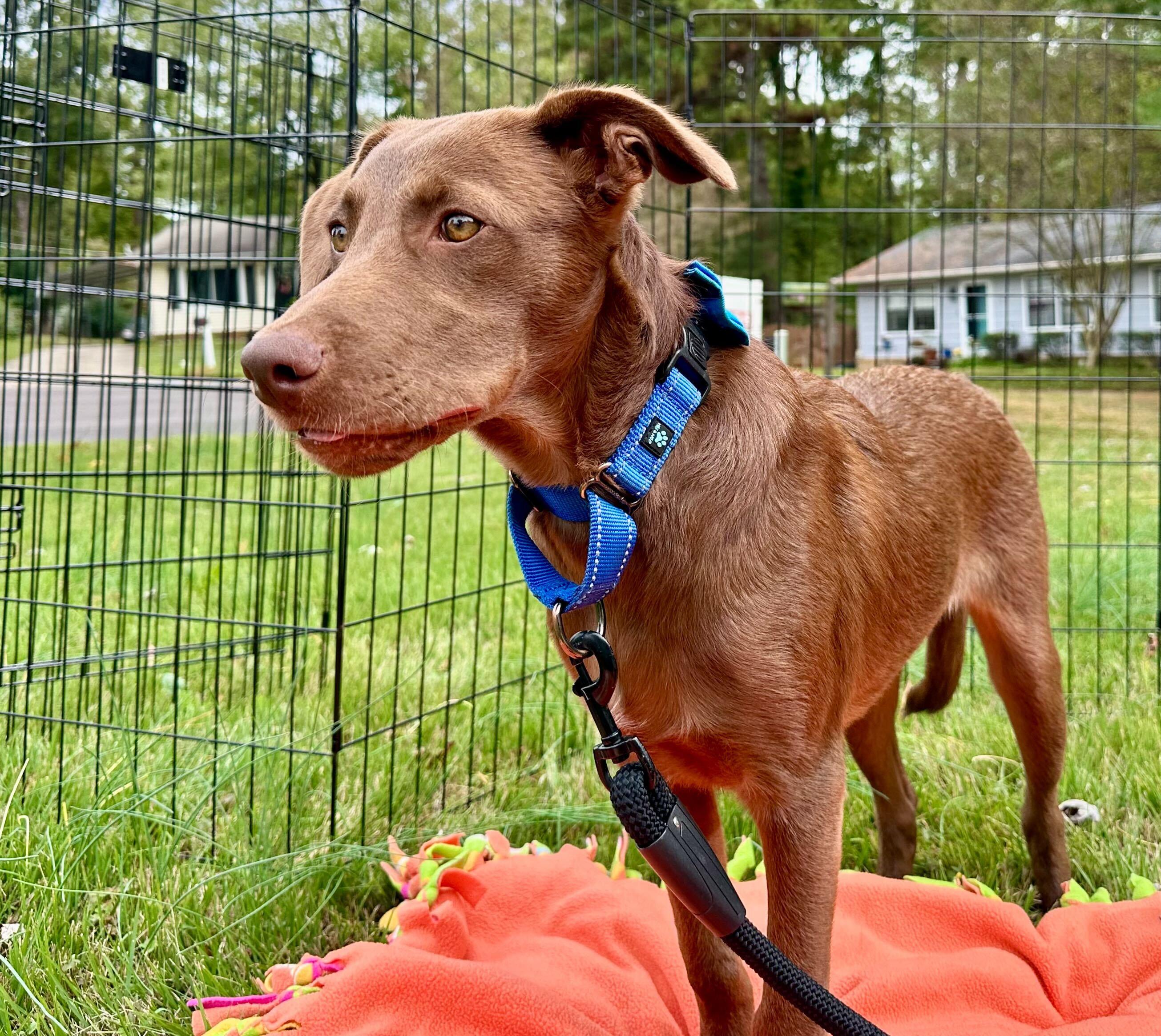 Enlarge BARRO, a Adoptable mixed breed in Fuquay Varina, NC image 9/15