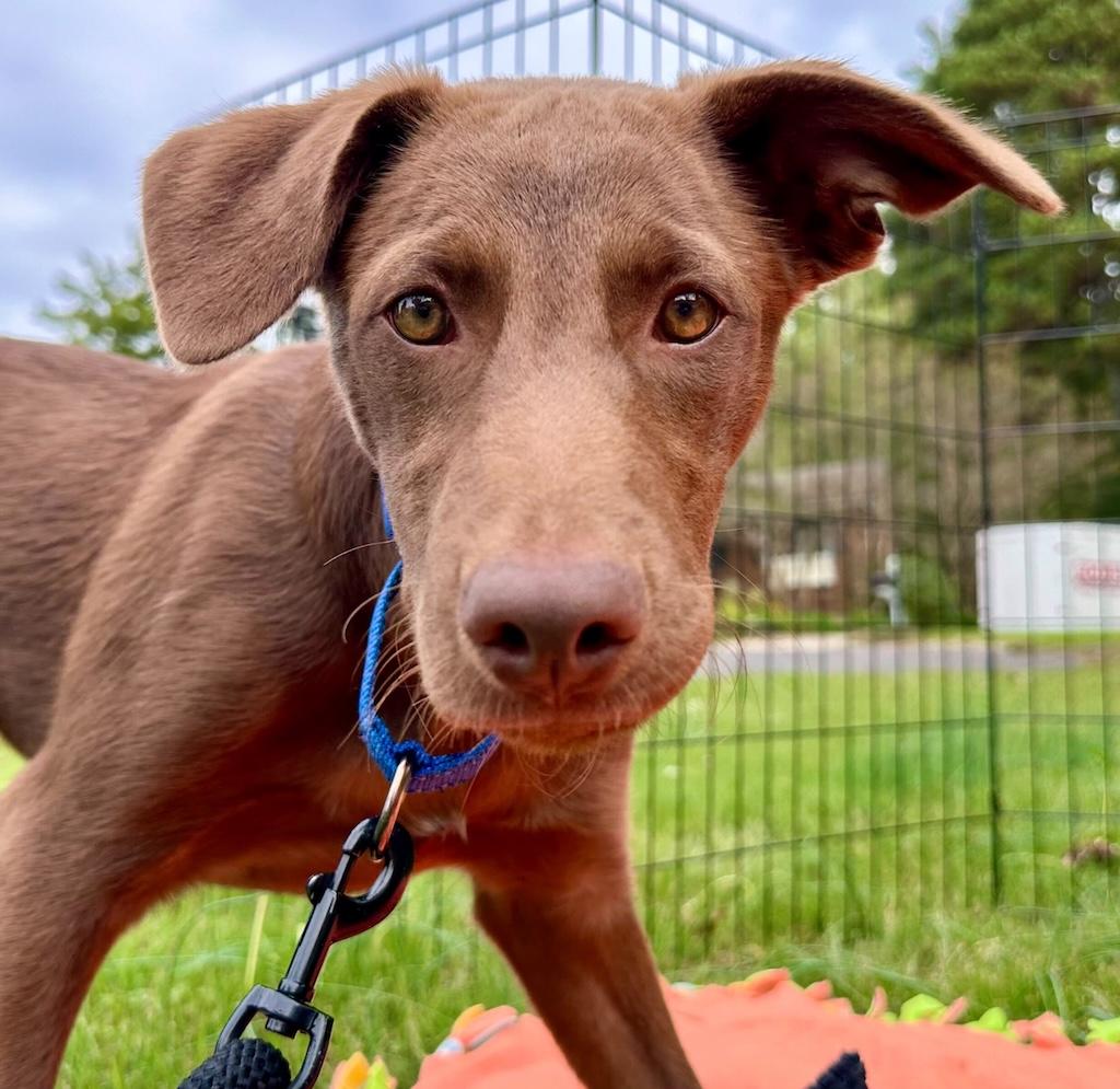 Enlarge BARRO, a Adoptable mixed breed in Fuquay Varina, NC image 15/15