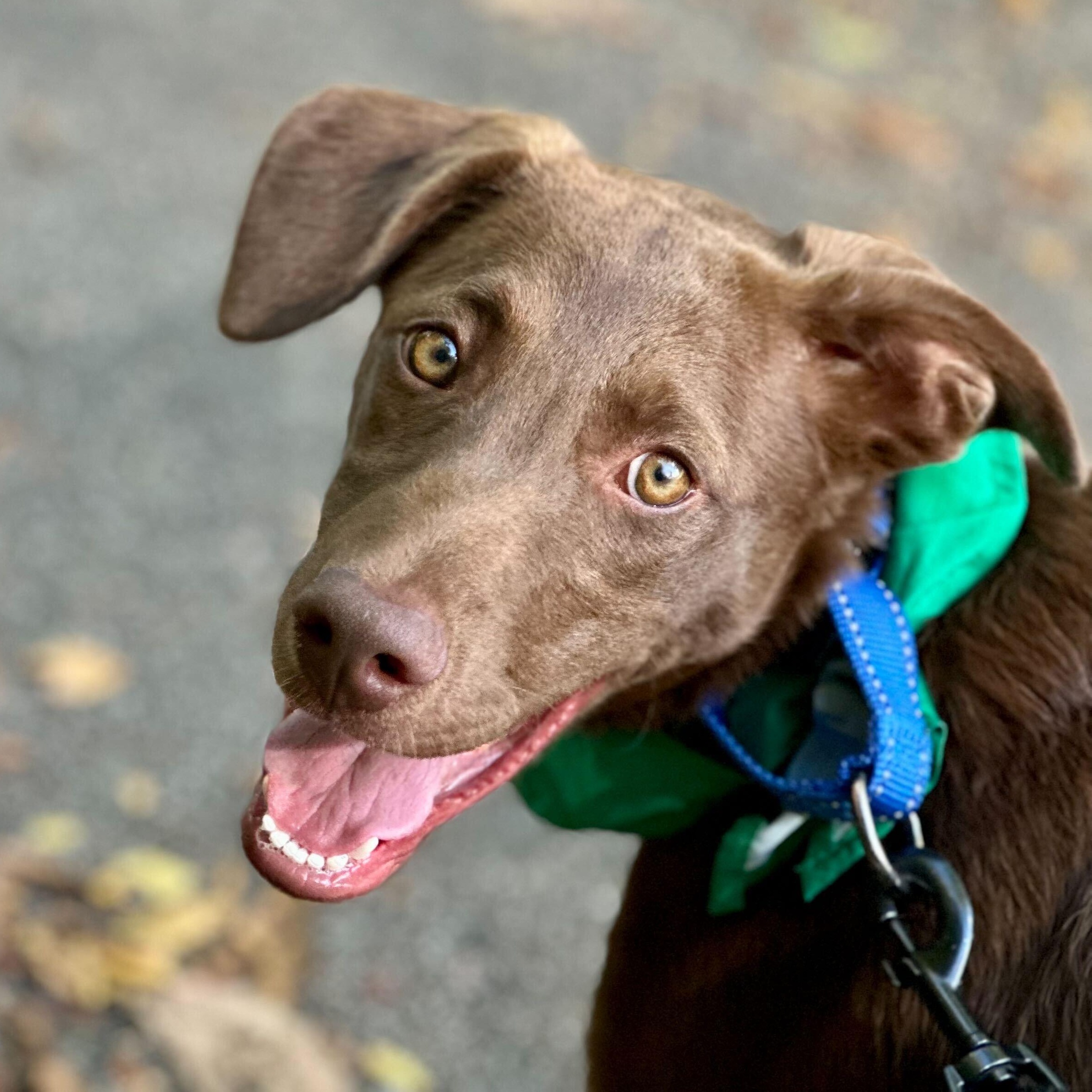 Enlarge BARRO, a Adoptable mixed breed in Fuquay Varina, NC image 11/15