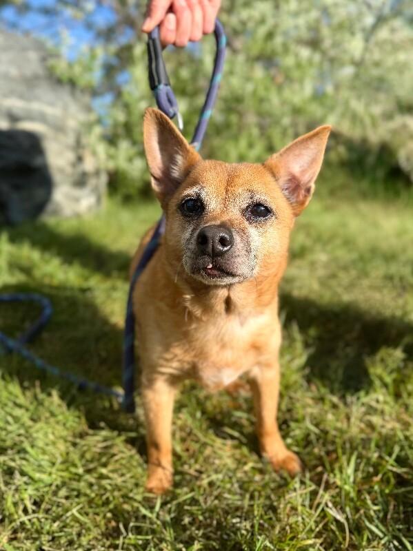 Aggie, a Adoptable Chihuahua in Fruit Heights, UT image 1/4