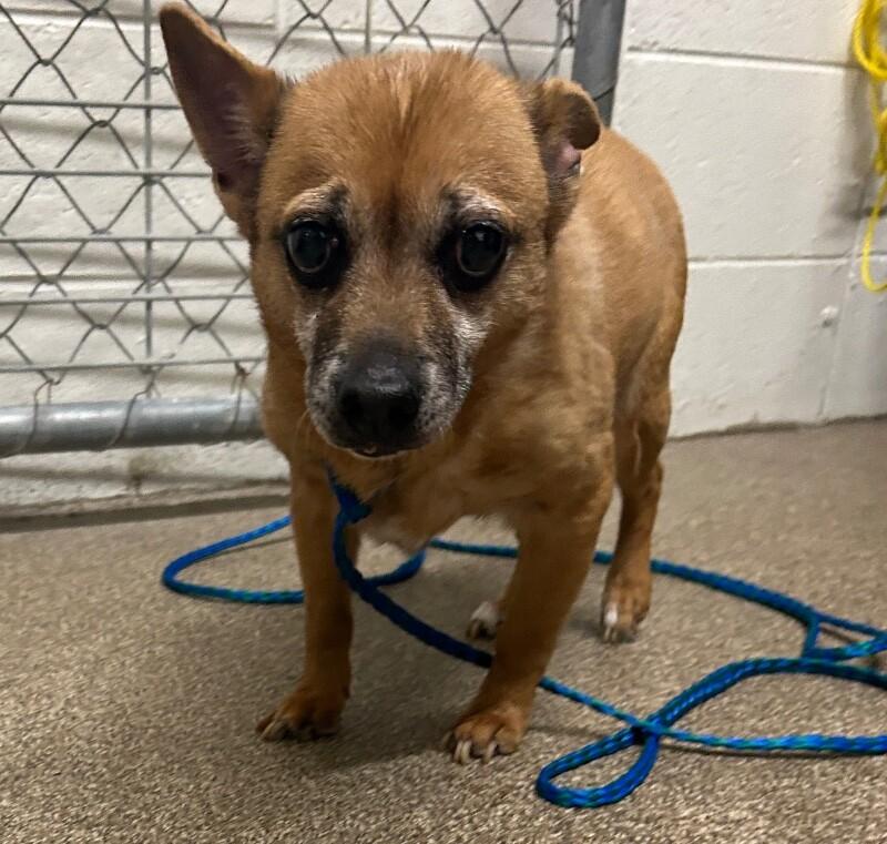 Enlarge Aggie, a Adoptable Chihuahua in Fruit Heights, UT image 1/2