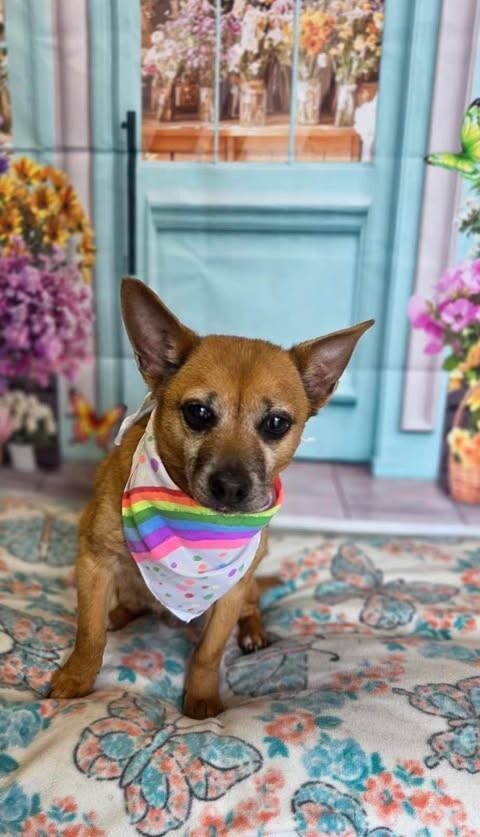 Aggie, a Adoptable Chihuahua in Fruit Heights, UT image 3/4