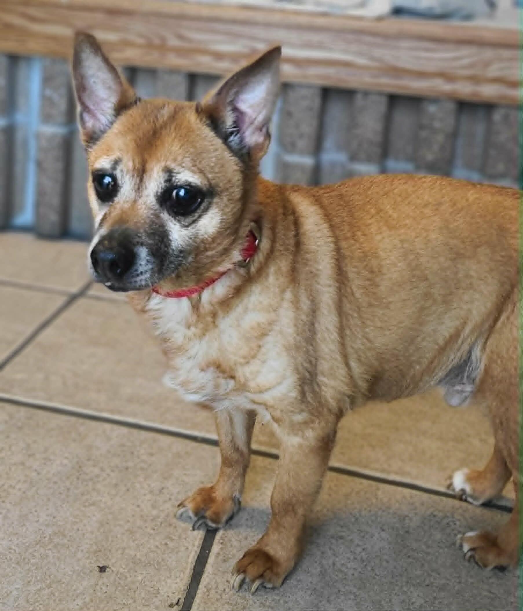 Enlarge Aggie, a Adoptable Chihuahua in Fruit Heights, UT image 2/2