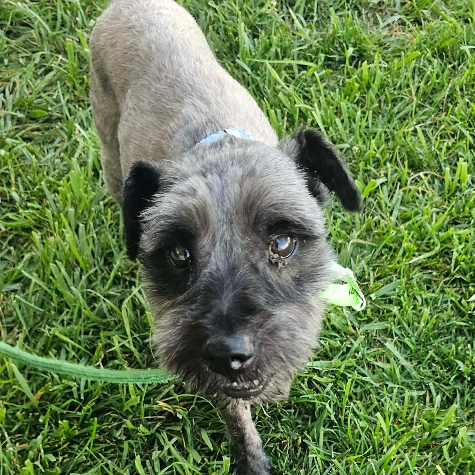 Wilson, a ADOPTABLE mixed breed in Minooka, IL image 4/4
