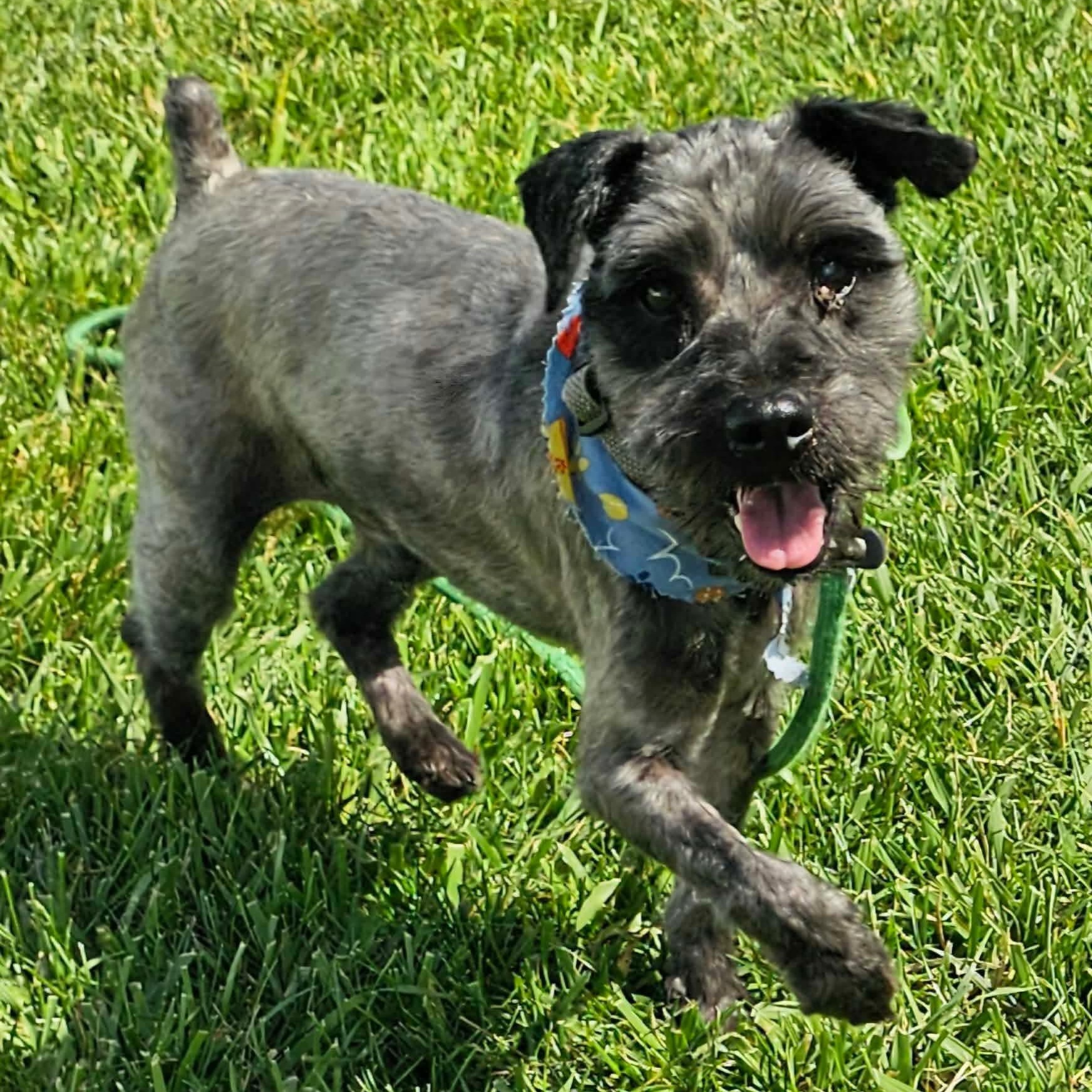 Wilson, a ADOPTABLE mixed breed in Minooka, IL image 3/4