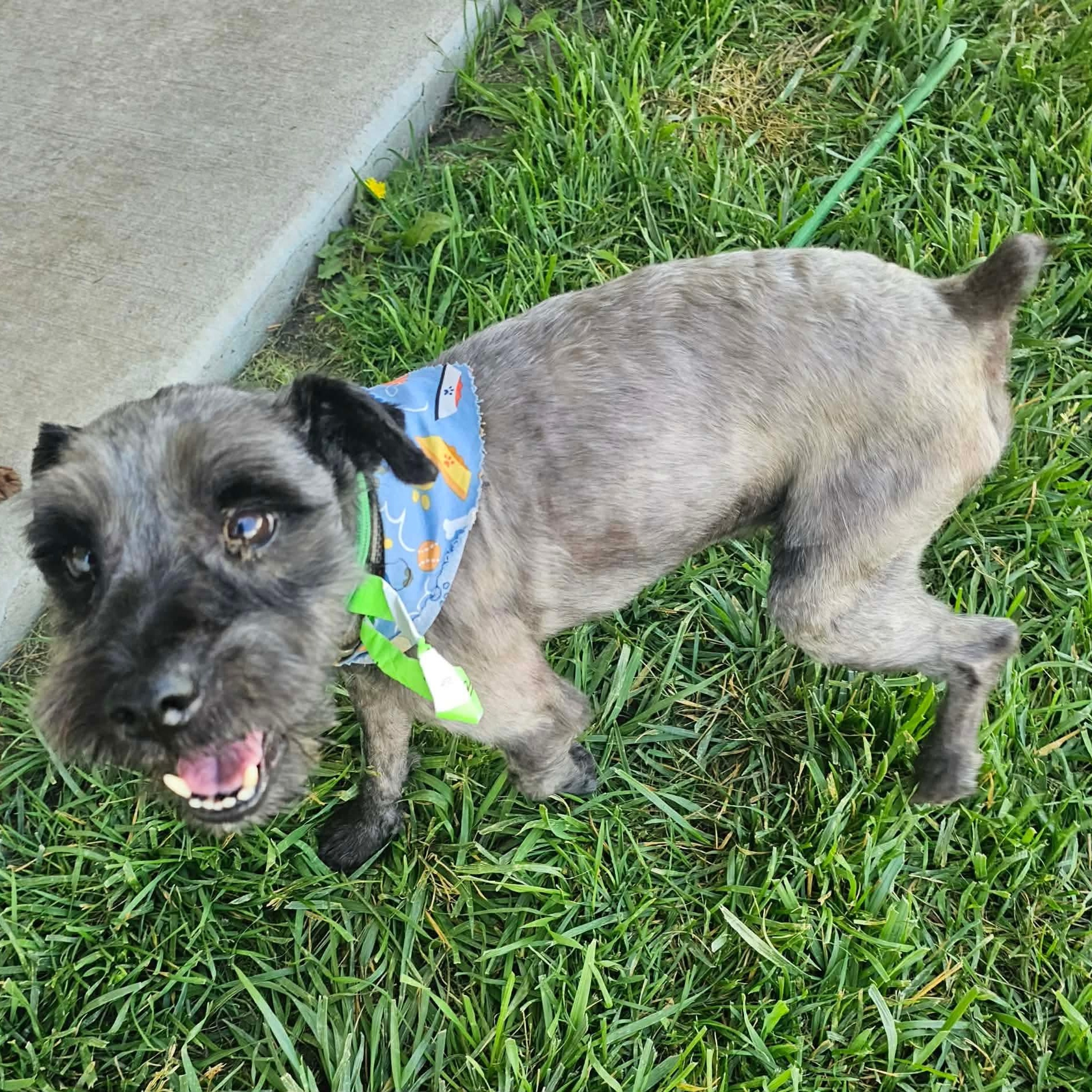 Wilson, a ADOPTABLE mixed breed in Minooka, IL image 2/4