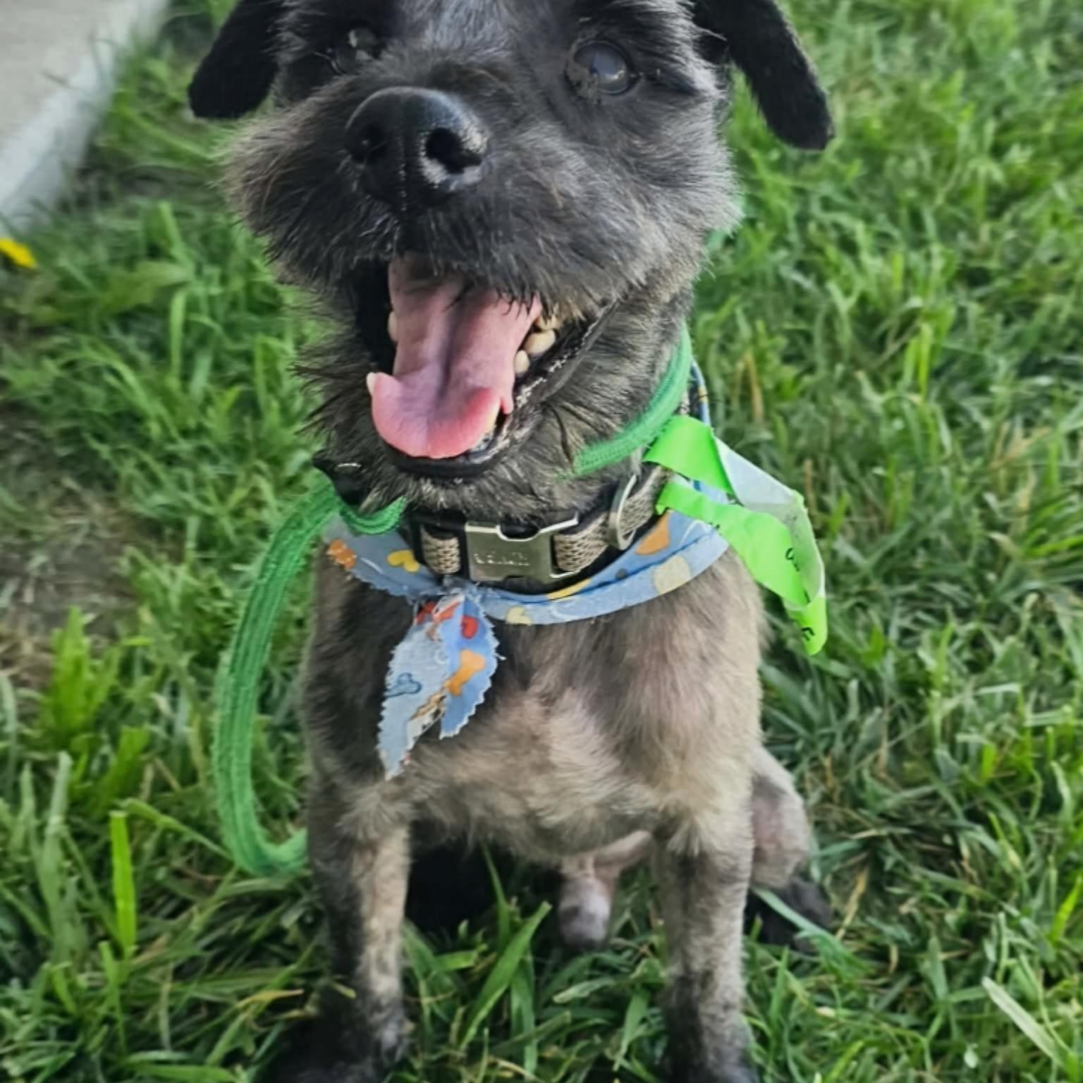 Wilson, ADOPTABLE, Adult Male Shih Tzu.