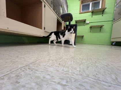 Winnie, Adoptable, Adult Female Domestic Medium Hair & Domestic Short Hair.