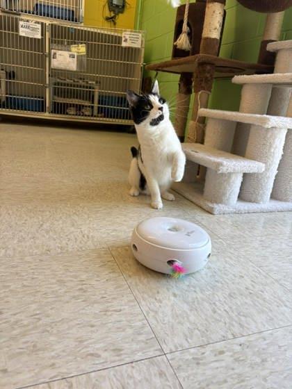 Enlarge Winnie, a Adoptable mixed breed in Scottsbluff, NE image 2/3