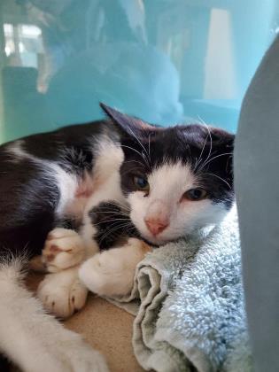 Nicholas, Adoptable, Kitten Male Domestic Short Hair & Domestic Short Hair.