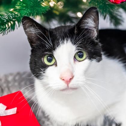 Enlarge Nicholas, a Adoptable Domestic Short Hair in Camano Island, WA image 2/3