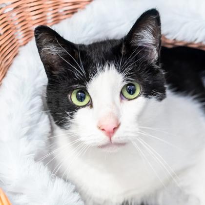 Nicholas, a Adoptable Domestic Short Hair in Camano Island, WA image 1/2