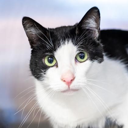 Nicholas, Adoptable, Kitten Male Domestic Short Hair & Domestic Short Hair.